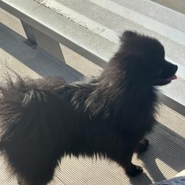 Zoey - Pomeranian