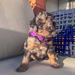 America - female Newfypoo puppy in California from Diaz Family Acres Doodles