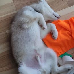 Native American Indian Dog Puppies from Corn Moon Kennels