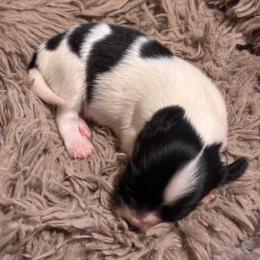 Boy - White and black male Papillon puppy in Frostproof, Florida from Sequence Papillon