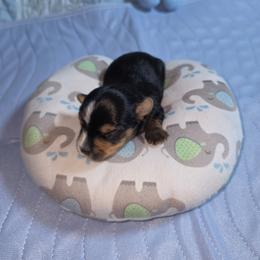 River - Tri-color male Yorkipoo puppy in Cottageville, South Carolina from Mandy's Yorkie's , Yorkiepoo's & Maltipoo's