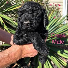 Creek - Black male Poodle puppy in Woodleaf, North Carolina from Circle T Ranch K9s
