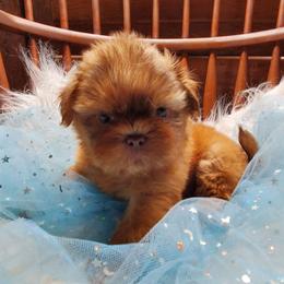 Liver Male2 - Liver male Shih Tzu puppy in Hillsdale, Michigan from Prairie Fen Farm