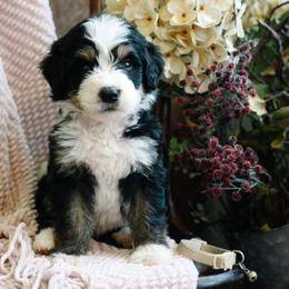 Tapatio - Tri-color male Bernedoodle puppy in Grove, Oklahoma from Grand Lake Poodles & Doodles