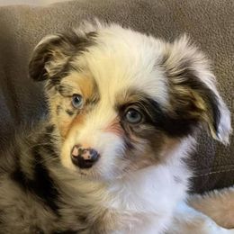 Rip - Toy Australian Shepherd