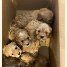 Cavapoo All Grown Up from Carolina Canines