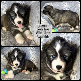 Thorn - Agouti and white male Siberian Husky puppy in Florence, Kentucky from Moonlight Howl Huskies