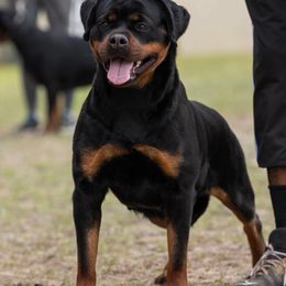 Rottweilers and Yorkshire Terriers from TK Yorkies & Rotties