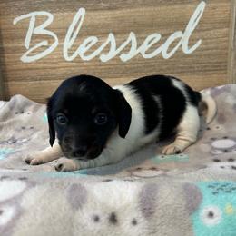 CKC Girl 5 Lime - Piebald female Dachshund puppy in Grand Valley, Pennsylvania from Dachshunds on the Hill