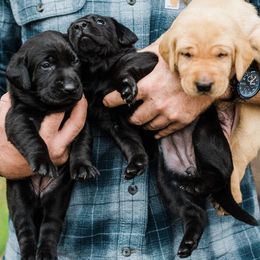 Labrador Retrievers from Luna Moon Retrievers