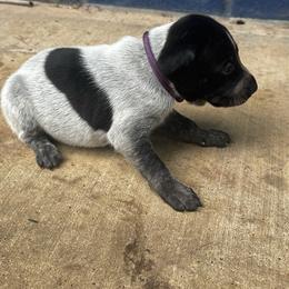 Purple collar - Black roan female German Shorthaired Pointer puppy in Huntington, Texas from B&B GSP’S