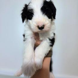 Sebastian - Gray and white male Sheepadoodle puppy in Cornelia, Georgia from Yates Family Farm