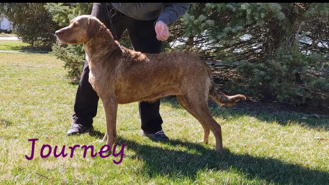 Chesapeake Bay Retriever puppies from Twin Oak's Chesapeakes LLC