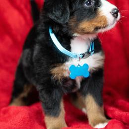 Baxter - Tri-color male Bernese Mountain Dog puppy in Soldiers Grove, Wisconsin from Lonesome Pine Farm