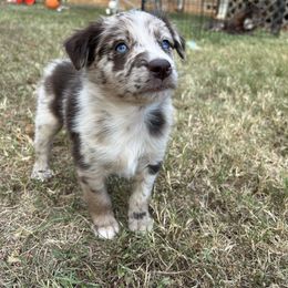 Leroy (Boy 1) - Australian Shepherd puppy from H3 Aussies