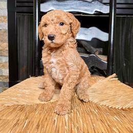 Bruno - Red male Bernedoodle puppy in Tyner, Kentucky from Good Dog Doodles