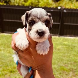Half and Half - Parti male Miniature Schnauzer puppy in Lehigh Acres, Florida from Regency Schnauzer