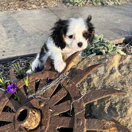 Cavalier King Charles Spaniel Puppies from Blueberry Hill Cavaliers
