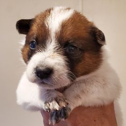 Girl 3 - Red mottled female Australian Cattle Dog puppy in Lenoir, North Carolina from Blue Coyote Ranch