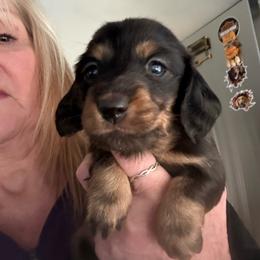 Nutterbutter - Black and cream female Dachshund puppy in Flint, Michigan from Matthews Dachshunds