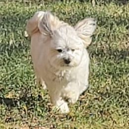 Mataku - Havanese