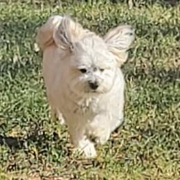 Mataku - Havanese