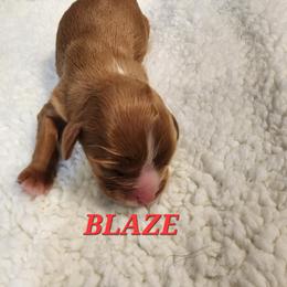 AKC BLAZE - Ruby male Cavalier King Charles Spaniel puppy in Joplin, Missouri, Missouri from HOL-A-DA CAVALIERS
