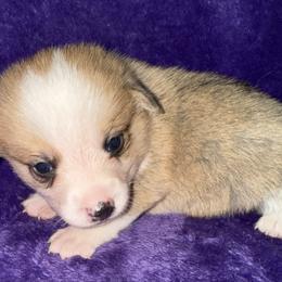 Bunny - White and red female Pembroke Welsh Corgi puppy in Godley, Texas from Bradley Kennels