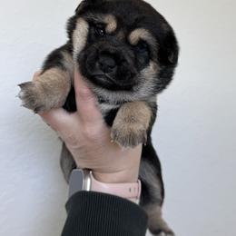 Chi-Chi - Black and tan female Shiba Inu puppy in Texas from Southern Shibas
