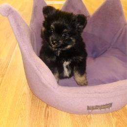 Brewski - Black and tan male Pomeranian puppy in Buck Valley, Pennsylvania from Buck Valley Pomeranians