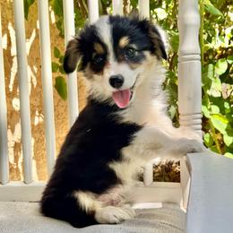 Taz fluffy (gold) - Black and tan male American Corgi puppy in East Oakdale, California from Rhettro Kennels