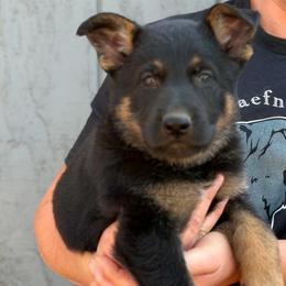Red - Black and tan female German Shepherd puppy in Winters, California from Vom Haefner German Shepherds