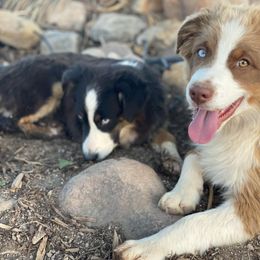 Australian Shepherds and Miniature Australian Shepherds from Best Friend Aussies