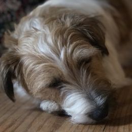 Ophelia - Russell Terrier