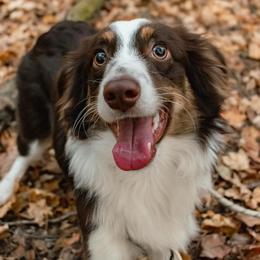 River - Miniature American Shepherd