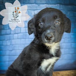 Blossom - Black & white female Australian Shepherd puppy in Owego, New York from WildBloom Australian Shepherds
