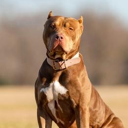 Tikka - American Bully
