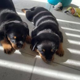 French Bulldog and Rottweiler Puppies from Von Haus Royal Rottweiler