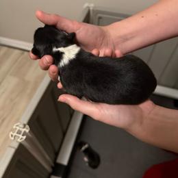 Unicorn - Black tri-color female Australian Shepherd puppy in Weeki Wachee, Florida from Ace of Spades Australian Shepherds