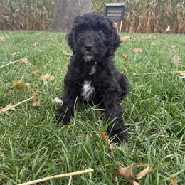 Monroe - Black and white female Sheepadoodle puppy in Lancaster, Pennsylvania from Bitler Family Puppies