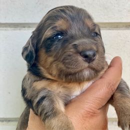 Merle Blaze Girl - Blue merle female Aussiedoodle puppy in Campbell, California from Mini AussieDoodle Puppies