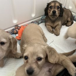 Dachshund Puppies from Honey Creek Dachshunds