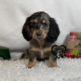 Dachshund, Pomeranian, and Poodle Puppies from Cuddles n Curls