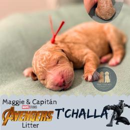 T'Challa - Red  male Goldendoodle puppy in Calhoun, Georgia from M&C Village Goldendoodles