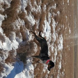 Catahoula Leopard Dog Puppies from ZM Catahoulas