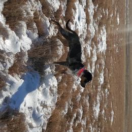 Catahoula Leopard Dog Puppies from ZM Catahoulas