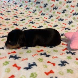 Bethany - Blue and gold female Yorkshire Terrier puppy in Brandenburg, Kentucky from Lil Amazing Paws Yorkshire Terriers