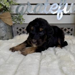 Snickerdoodle - Phantom female Bernedoodle puppy in Hegins, Pennsylvania from Bubbling Springs Doodles, LLC