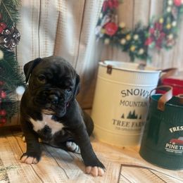 Boxer Puppies from Sweet Mambas Boxers