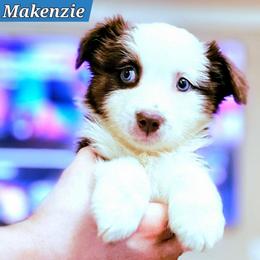 Makenzie - Red tri female Miniature Australian Shepherd puppy in Punta Gorda, Florida from Christie's Creekside Aussies